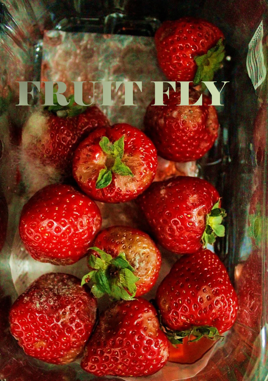 Fruit-Fly-