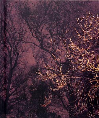 The-Forest-paul-seawright
